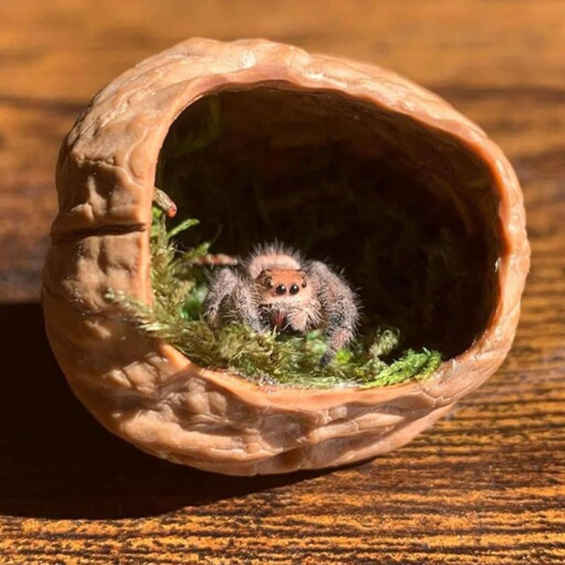 Daerky Jumping Spider Hide, A Real Shelter Made of Walnut Skin, Magnetic Hidden Jumping Spider Habitat,Handmade Spider Enclosure Accessories, Jumping Spider Enclosure - Image 5